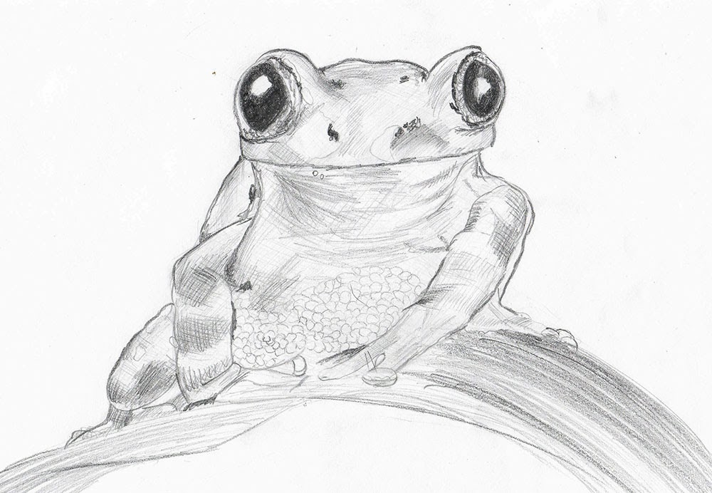 Милые и легкие рисунки лягушки