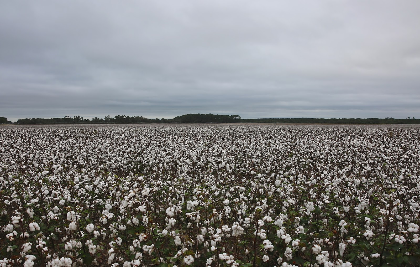 Sweet Southern Days "In Them Old Cotton Fields Back Home"