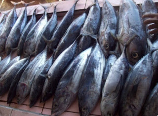 distributor seafood muara angke