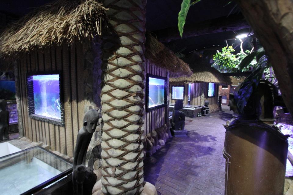 Las Farolas The Fish World A Living Museum of Ornamental Freshwater