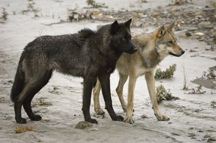 2wolves.png