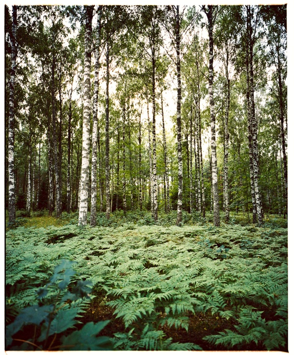 CRUSH diary: forrest