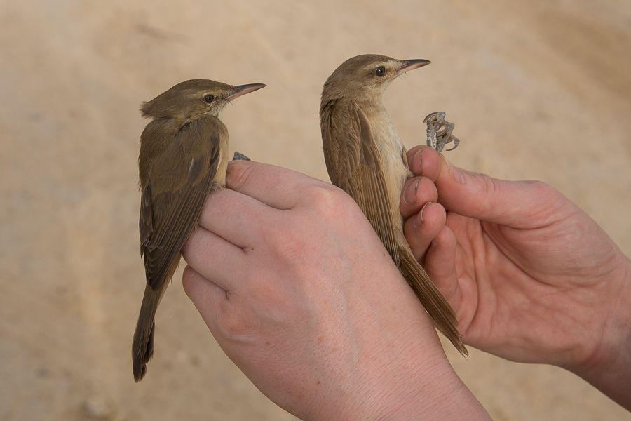 Indian Reed Warbler (left) & Great Reed Warbler (right)