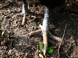 mites chickens treatment natural leg rid treat scaly treating prevention eggs coop