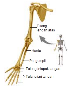 Rangka ialah tulang yang tersusun secara teratur di dalam tubuh Bagian-Bagian Rangka Tubuh Manusia dan Fungsinya ( Rangka Kepala, Badan, dan Anggota Gerak )