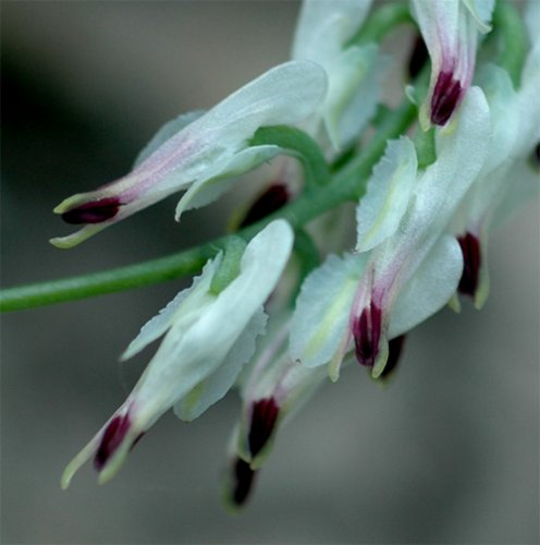 Fumaria capreolata o palomilla pintada, fotografía de Jesús Oliveros Pérez