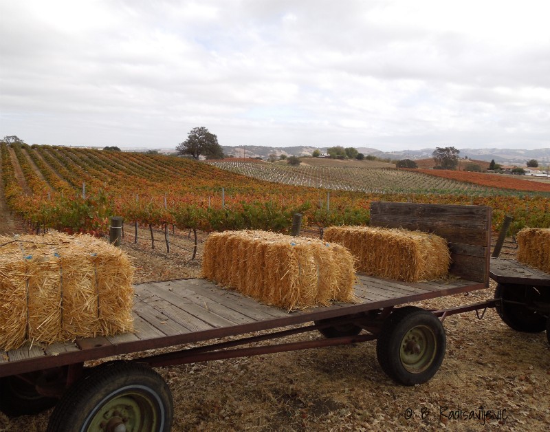 Review of Gifts Related to Harvest in California Wine Country