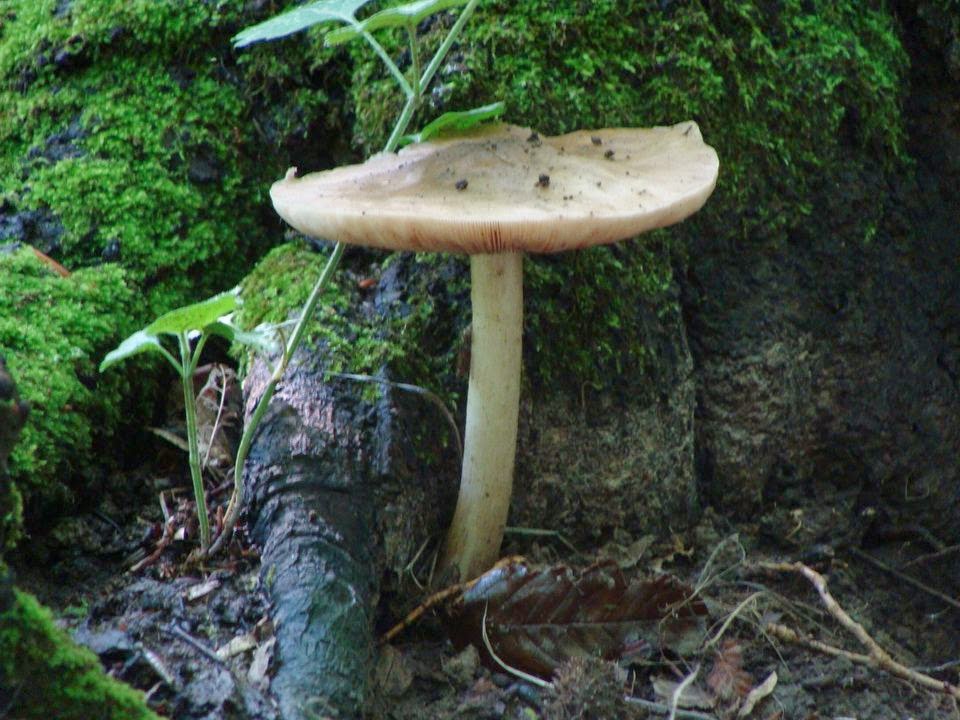 Pluteus cervinus DSC41102