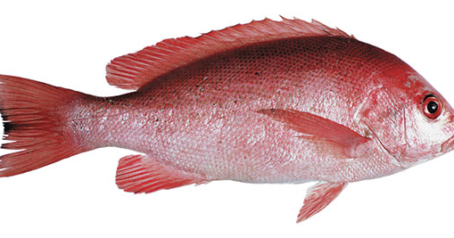 Manfaat Dan Kandungan Gizi Dari Ikan Kakap Merah Manfaat Dan Kandungan Gizi Dari Ikan Kakap Merah
