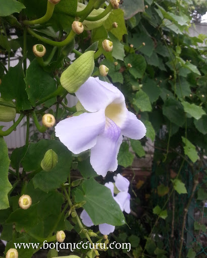 Thunbergia grandiflora, Clock Vine, Skyflower Vine, Blue Trumpet flower side view