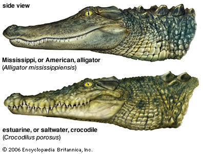 What is the difference between an alligator and a crocodile?