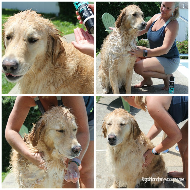 Best Way To Deshed A Dog Best Way To Deshed A Dog
