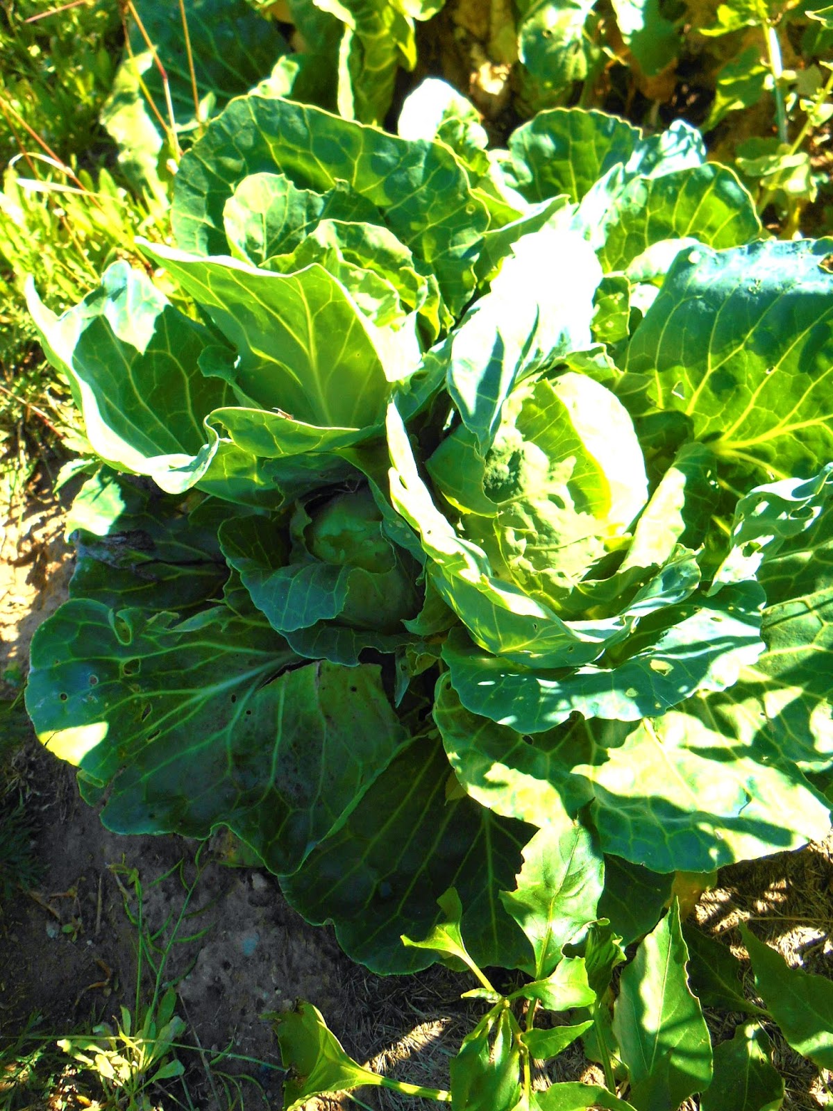 Cricket Song Farm SECOND GROWTH CABBAGE