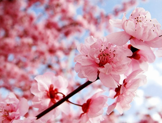  Gambar Bunga Sakura  Wallpaper Bunga  Sakura  Cantik