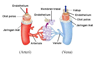 pembuluh arteri dan vena