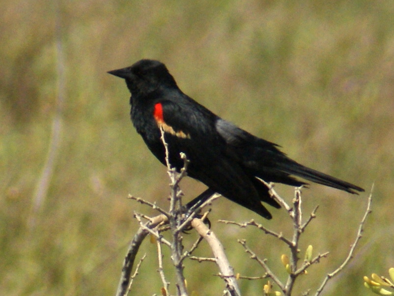 SE Texas Birding & Wildlife Watching Brazoria National Wildlife Refuge