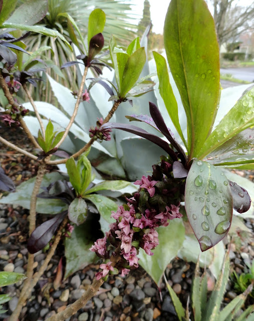 danger garden Daphne x houtteana, this can't possibly be normal