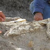 Hallan fósiles de mamut en Querétaro