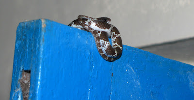 Lycodon aulicus,  Indian Wolf Snake, snake on door