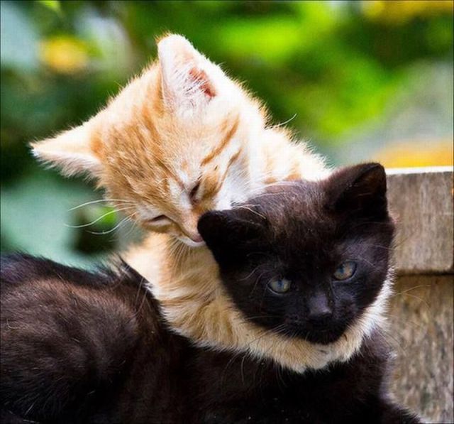 Gatos abrazados animales graciosos