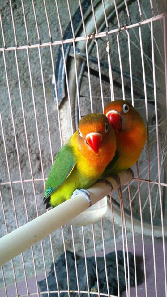 Cara Menjodohkan Lovebird Dewasa Dengan Cepat Peternakan Dan Perkebunan