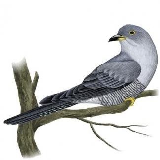 Contra Ventum: Gøg og Gokke - eller en gøgeunge i reden