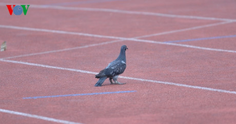 Chùm ảnh: CĐV HAGL 'thổi lửa' trên sân Hàng Đẫy - Ảnh 9 Chum anh: CDV HAGL 'thoi lua' tren san Hang Day - Anh 9