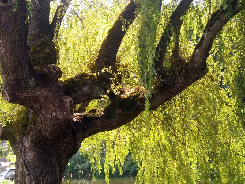 Pilgrim Poetry The Willow