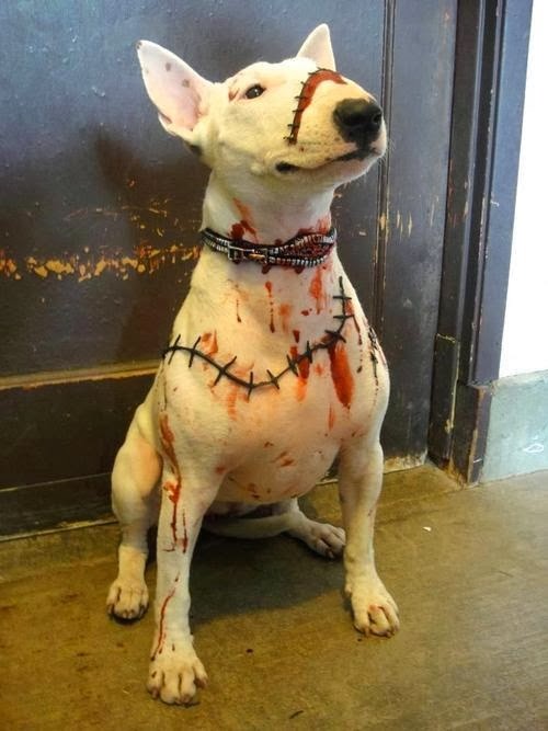 Pit Nutter Circus MORE Charming and Ironic Costumes