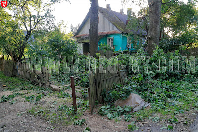 Деревня Щомыслица. Дерево упало на подворье