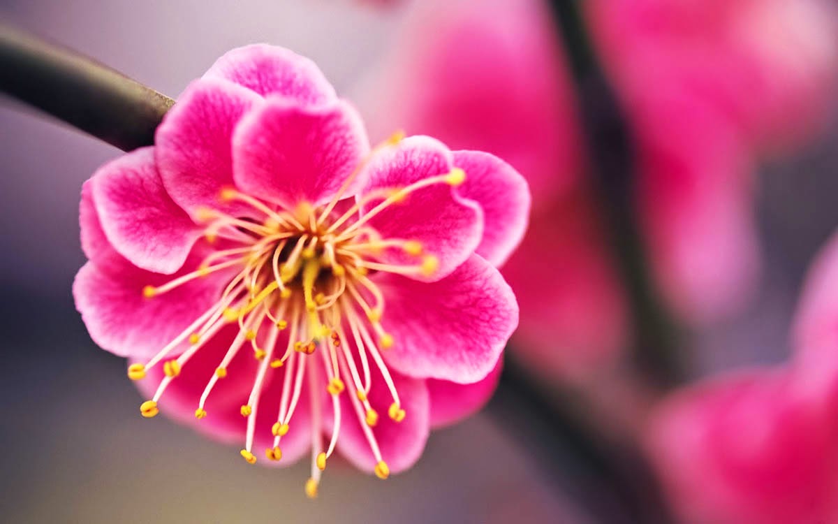 gambar artichoke flower