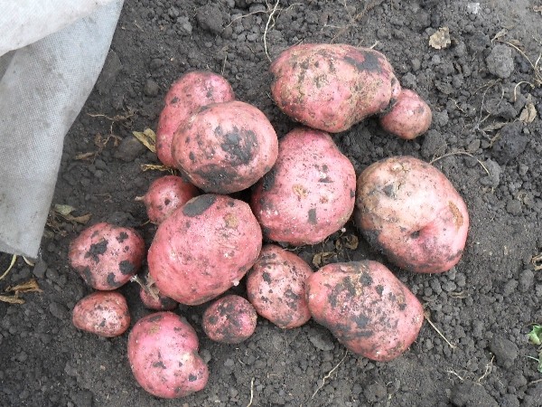 Вкусный Огород: Подготовка клубней картофеля к посадке