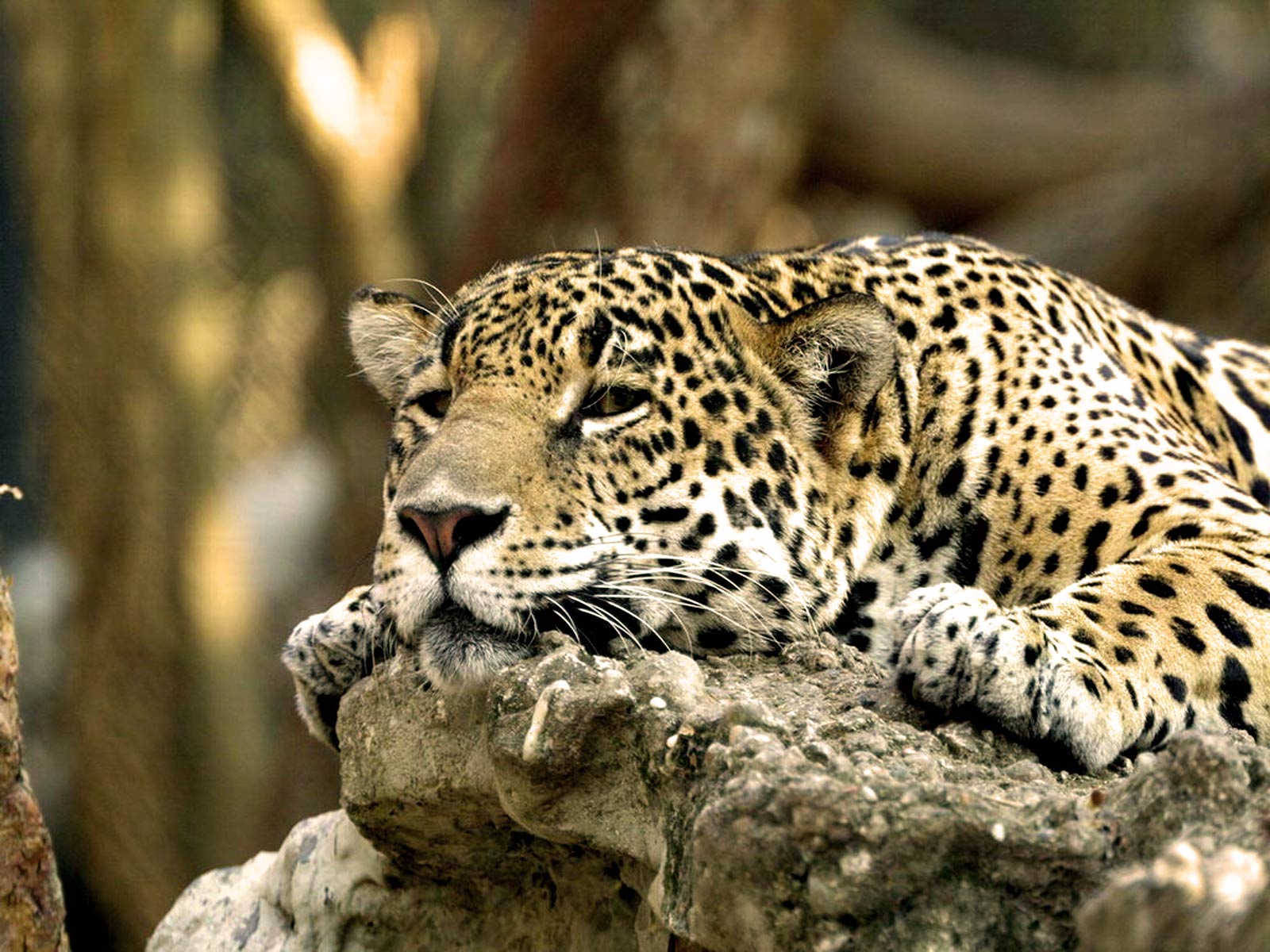 Animals HD Wallpapers / Wallpapers with the title African Animals ...