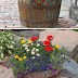 Plant A Garden Barrel For Your Zone