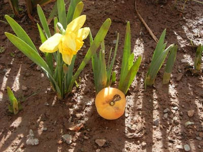 Wieder ‘was für die Fans der Botanik, Osterglocken aus Deutschland mitgebracht, die in Esmoraca im Herbst blühen, allerdings zu Ostern… ein Wunder? Und daneben ein Pfirsich von unserem Baum im Pfarrgarten… für 3.520 m Höhe ist das doch ‘was Wieder ‘was für die Fans der Botanik, Osterglocken aus Deutschland mitgebracht, die in Esmoraca im Herbst blühen, allerdings zu Ostern… ein Wunder? Und daneben ein Pfirsich von unserem Baum im Pfarrgarten… für 3.520 m Höhe ist das doch ‘was