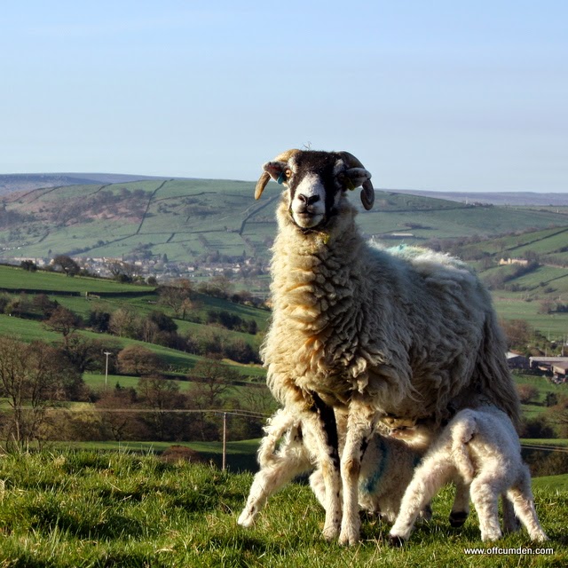 Yorkshire Dales sheep