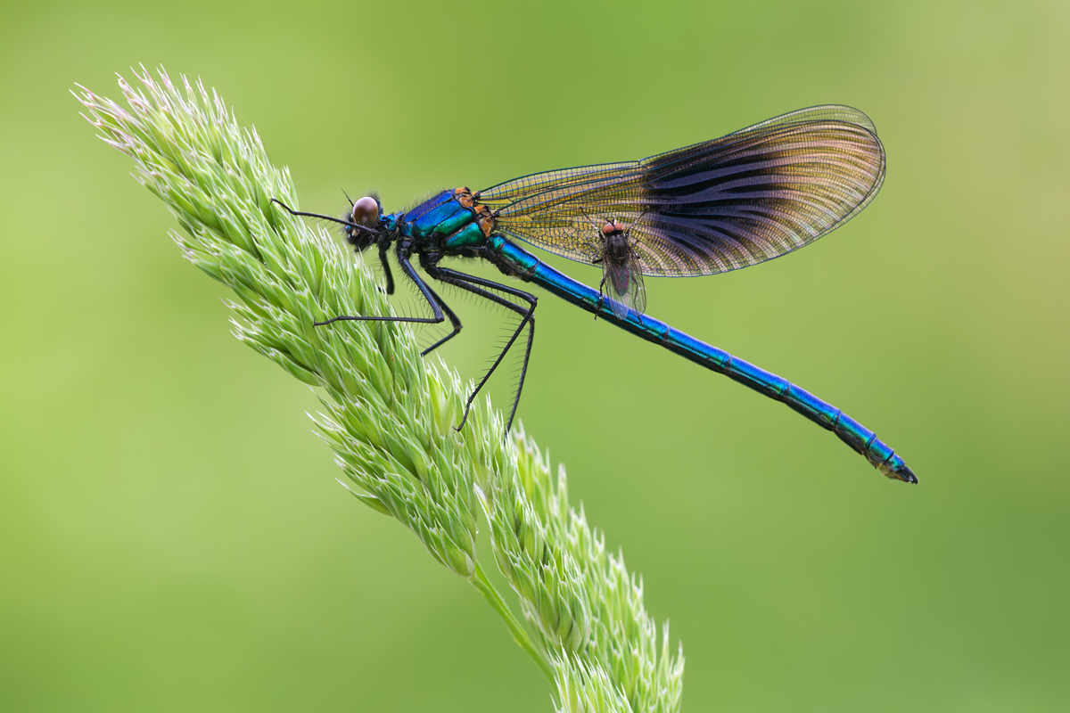 Matt Cole Macro Photography: Insect Macro Photography Hints and Tips