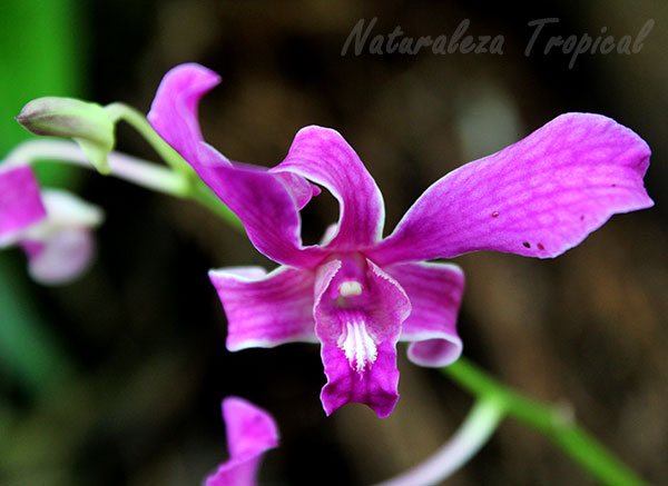 Dendrobium superbiens, Orquídea Violeta