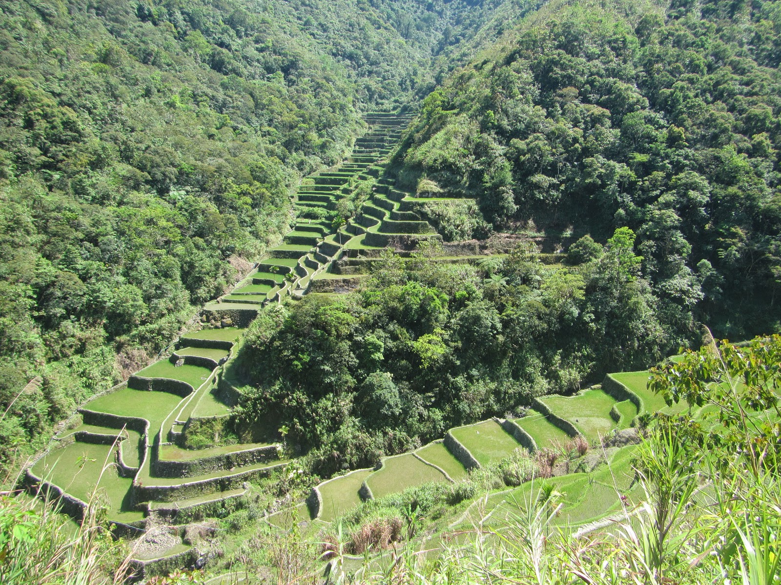 LEXICAL CROWN: BATAD RICE TERRACES