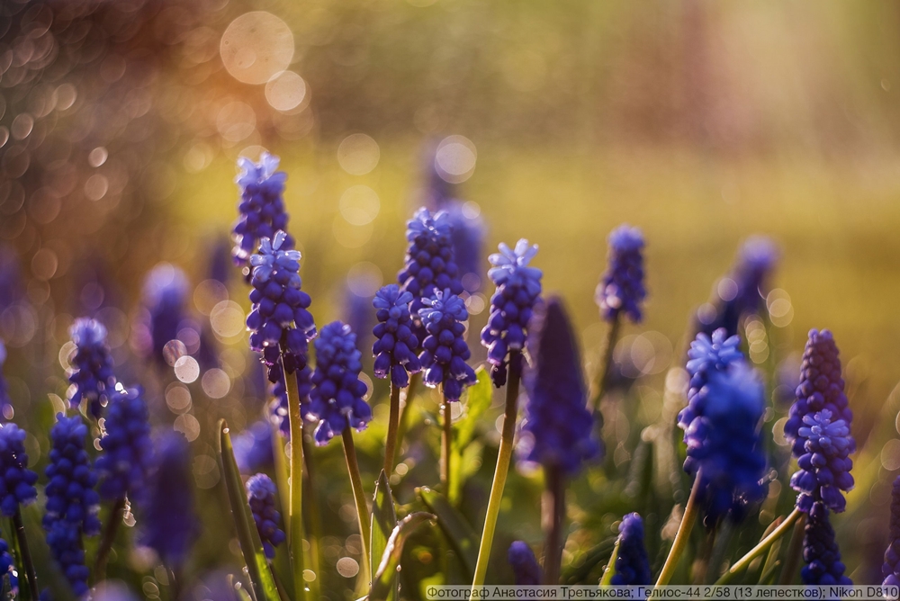 Гелиос-44 2/58