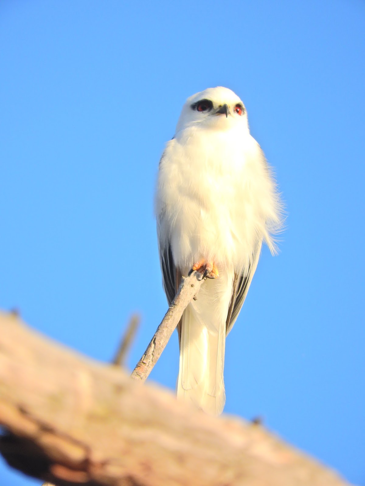 A Light In The Darkness Kite Totem Bird of the Day