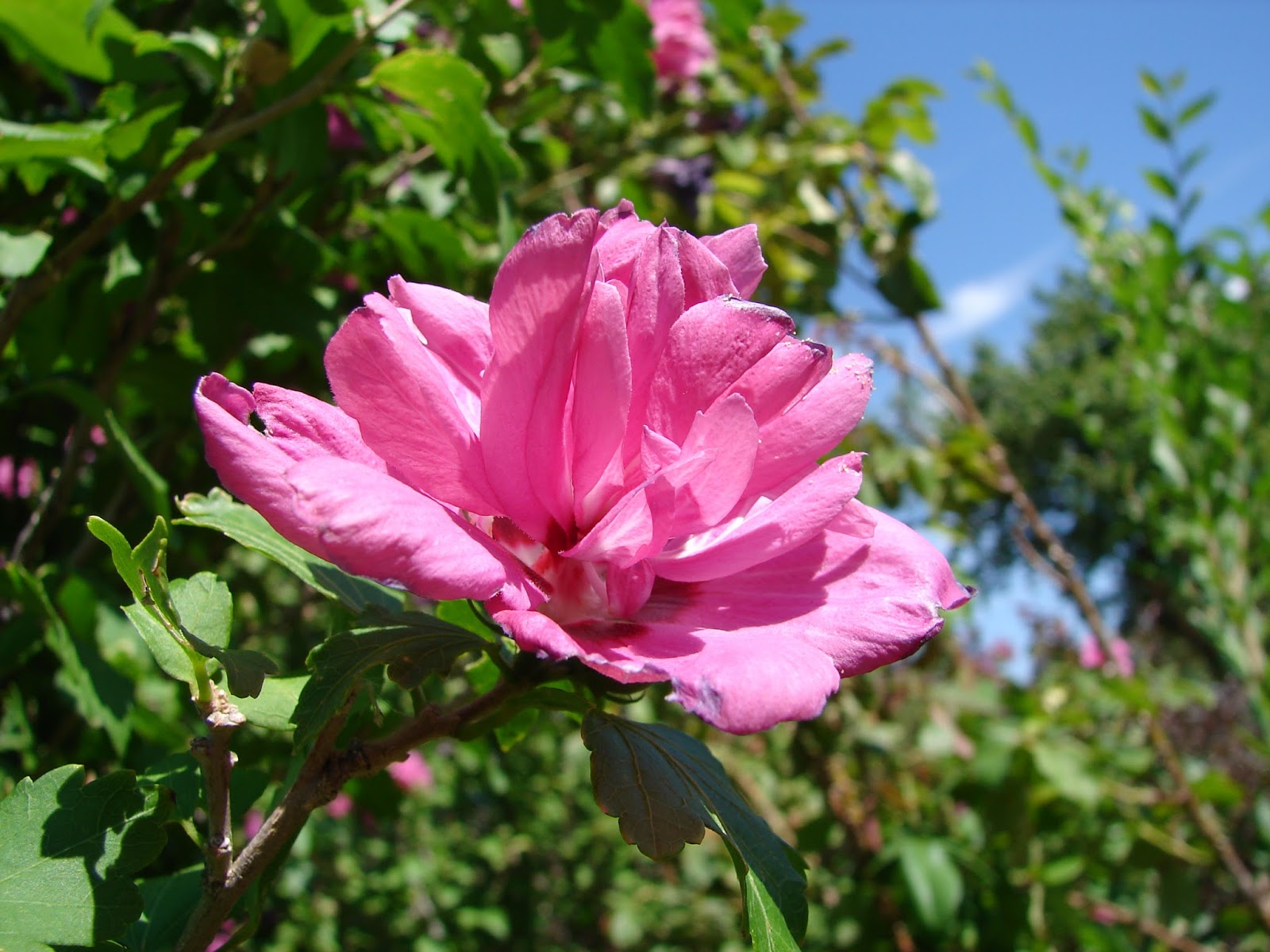 New Utah Gardener Hibiscus A Great Fall Bloomer In Utah