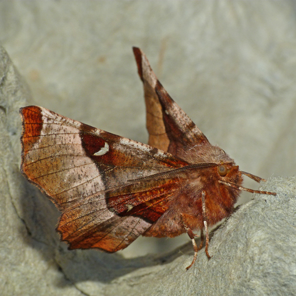 The Garden Moth Challenge Whetstone, Leics. Update