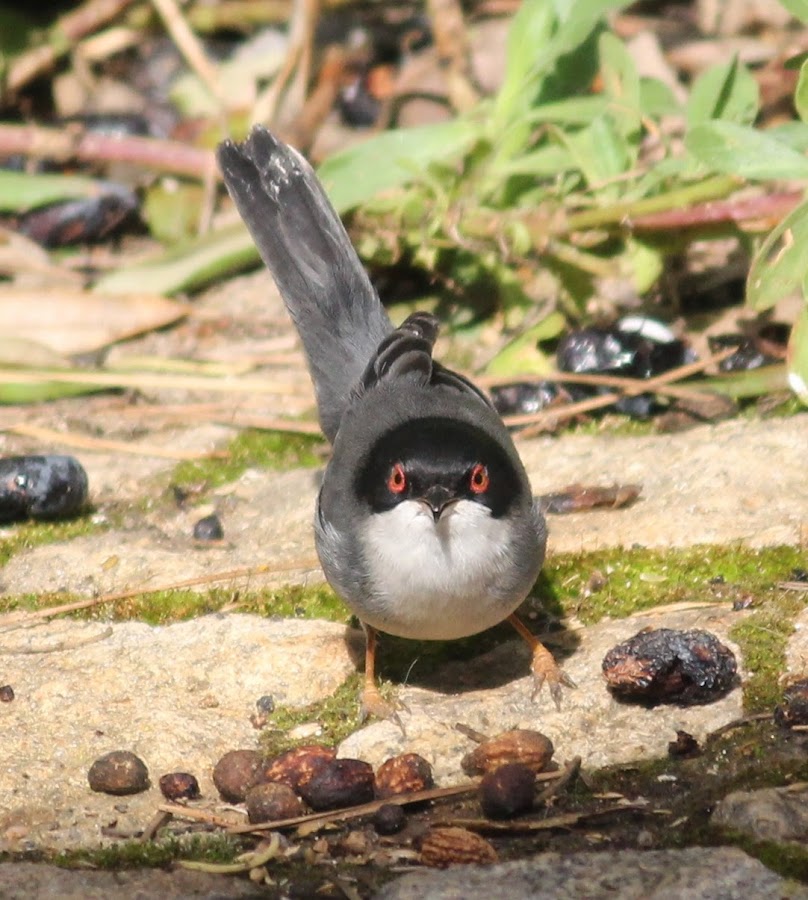 Sylvia melanocephala