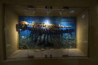 بالصور تعرف على متحف وادي الحيتان في مصر