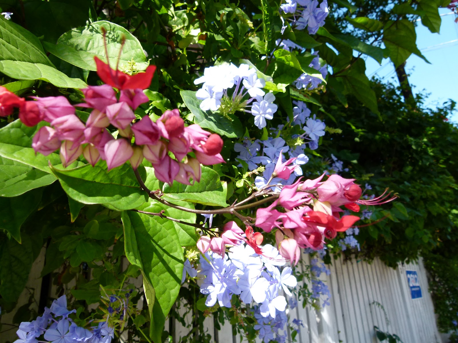 Visit Key West Fantastic flowers of Key West