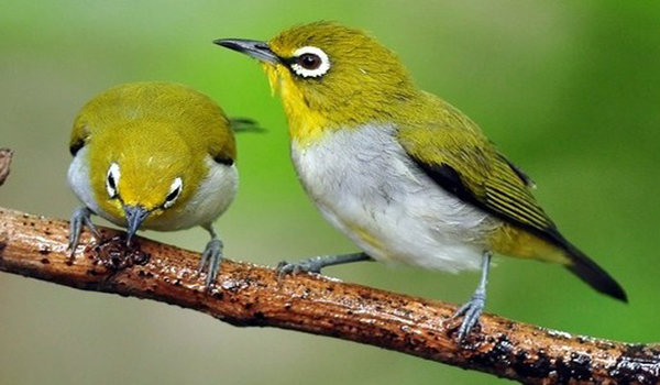 burung pleci ombyokan