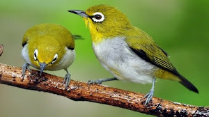 Caraputu Com Media Refrensi Harga Burung Mp3 Burung