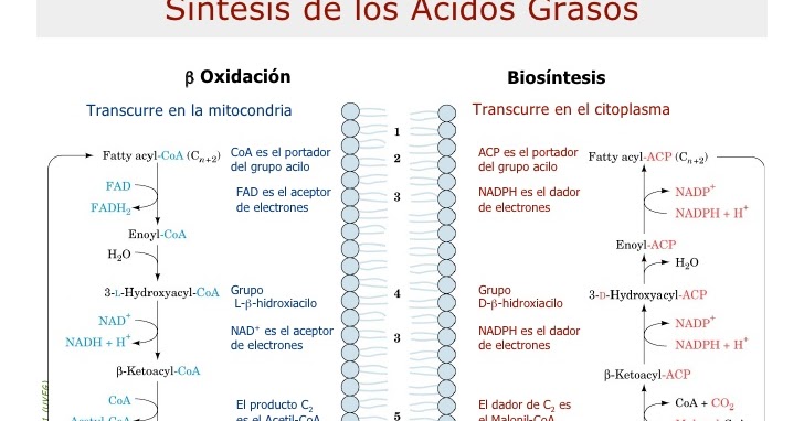 biosintesis de acidos grasos