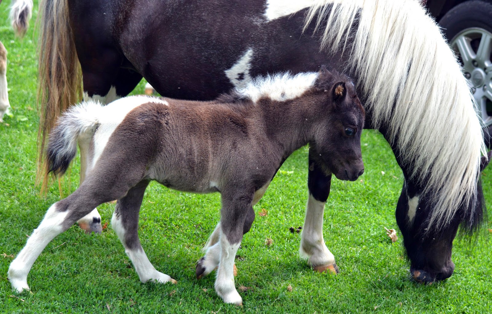 Mini Filly Toad Hill Miniature Horses: Summer Breeze's Filly Foaled 6/26/2014